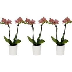 Schmetterlingsorchidee Orange-Gelb 2-Trieber Im Keramik-Gefäß Topf-Ø Ca. 9 Cm