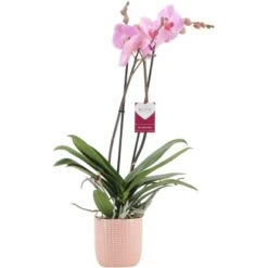 Schmetterlingsorchidee "Sacramento" 2-Trieber Rosa Im Rosafarbenen Keramik-Gefäß