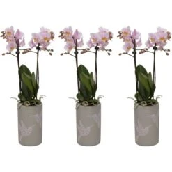 Schmetterlingsorchidee 2-Trieber Rosa-Gelb Im Keramik-Gefäß Topf-Ø Ca. 9 Cm