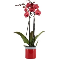 Schmetterlingsorchidee "Asian Coral" 2-Trieber Im Keramik-Gefäß Topf-Ø Ca. 12 Cm