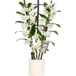 Bambus-Orchidee 2-Trieber Weiß Im Keramik-Gefäß Topf-Ø Ca. 12 Cm
