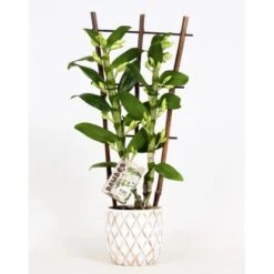 Bambus-Orchidee 2-Trieber Weiß Im Keramik-Gefäß Topf-Ø Ca. 12 Cm Dendrobium