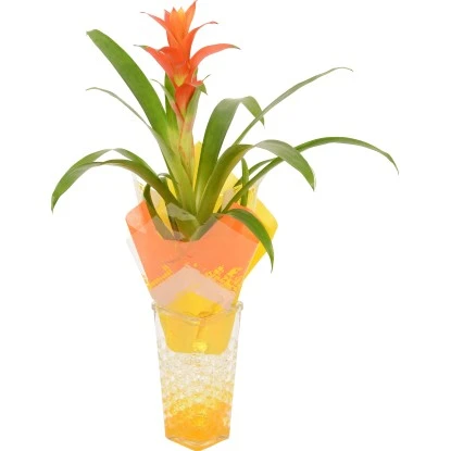 Bromelie In Glasvase Topf-Ø Ca. 6 Cm