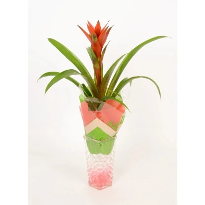 Bromelie In Glasvase Topf-Ø Ca. 6 Cm – Bild 2