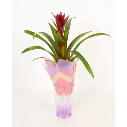 Bromelie In Glasvase Topf-Ø Ca. 6 Cm – Bild 3