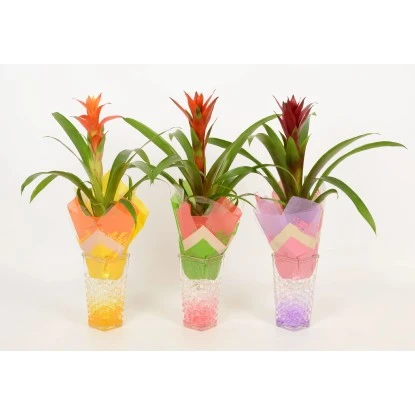 Bromelie In Glasvase Topf-Ø Ca. 6 Cm – Bild 4