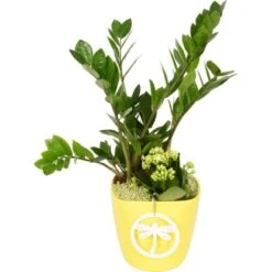 Pflanzen-Arrangement Im Keramik-Gefäß Verschiedene Farben Topf-Ø Ca. 18 Cm