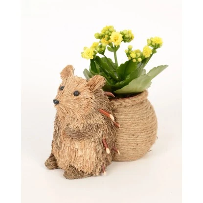 Flammendes Käthchen Im Stroh-Igel Topf-Ø Ca. 16 Cm