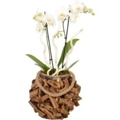 Orchideen-Arrangement Im Holz-Gefäß Topf-Ø Ca. 23 Cm