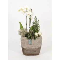 Orchideen-Arrangement Im Modernen Keramik-Gefäß Topf-Ø Ca. 24 Cm