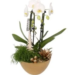 Weihnachtliches Orchideen-Arrangement Im Keramik-GefäßTopf-Ø Ca. 22 Cm