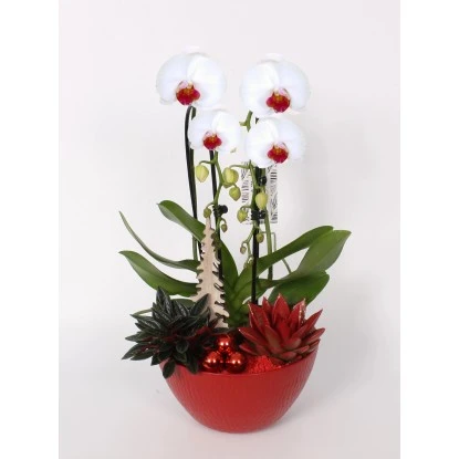 Weihnachtliches Orchideen-Arrangement Im Keramik-GefäßTopf-Ø Ca. 22 Cm – Bild 2