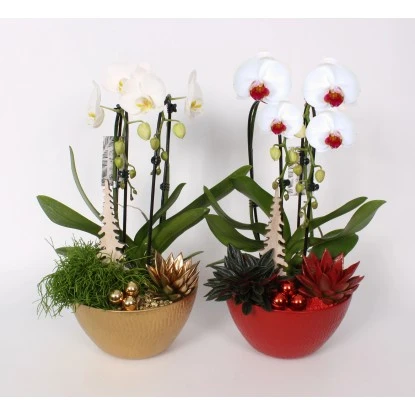 Weihnachtliches Orchideen-Arrangement Im Keramik-GefäßTopf-Ø Ca. 22 Cm – Bild 3