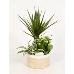 Pflanzen-Arrangement Im Keramik-Gefäß Topf-Ø Ca. 18 Cm