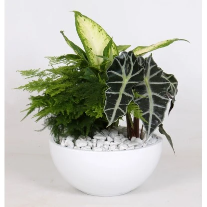 Grünpflanzen-Arrangement Im Weißen Keramik-Gefäß Topf-Ø Ca. 22 Cm