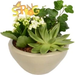 Pflanzen-Arrangement In Keramik-Schale Topf-Ø Ca. 18 Cm