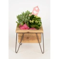 Pflanzen-Arrangement Im Holz-Gefäß Topf-Ø Ca. 19 Cm