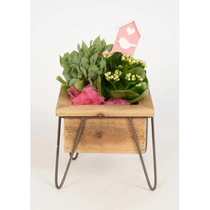 Pflanzen-Arrangement Im Holz-Gefäß Topf-Ø Ca. 19 Cm