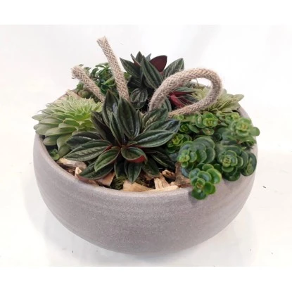 Blattpflanzen-Arrangement In Grauer Schale Topf-Ø Ca. 23 Cm – Bild 2