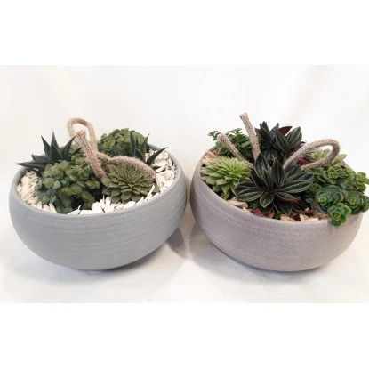 Blattpflanzen-Arrangement In Grauer Schale Topf-Ø Ca. 23 Cm – Bild 3