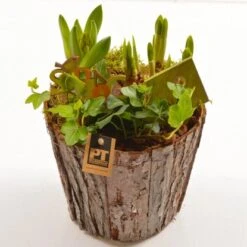 Frühlingsschale Höhe Ca. 25 - 30 Cm Im Holzgefäß