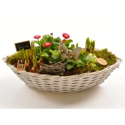 Frühlingsschale Höhe Ca. 20 - 30 Cm Im Korbboot