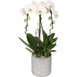 Modernes Orchideen-Arrangement Im Beton-GefäßTopf-Ø Ca. 20 Cm