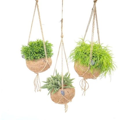 Korallenkaktus Sortiert In Kokodama-Ampel Topf-Ø Ca. 15 Cm Rhipsalis – Bild 2