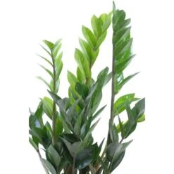 Glücksfeder Im Korbgefäß Topf-Ø Ca. 17 Cm Zamioculcas Zamiifolia
