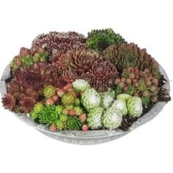 Hauswurz-Arrangement In Zinkschale Ø Ca. 29 Cm