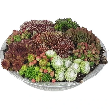 Hauswurz-Arrangement In Zinkschale Ø Ca. 29 Cm