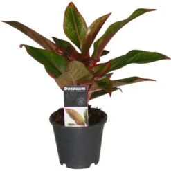 Kolbenfaden Höhe Ca. 25 - 30 Cm Topf-Ø Ca. 12 Cm Aglaonema Crete