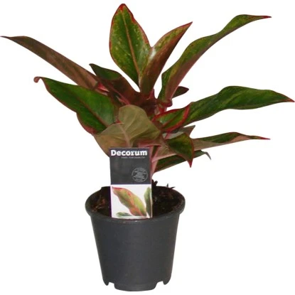 Kolbenfaden Höhe Ca. 25 - 30 Cm Topf-Ø Ca. 12 Cm Aglaonema Crete