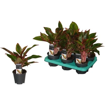 Kolbenfaden Höhe Ca. 25 - 30 Cm Topf-Ø Ca. 12 Cm Aglaonema Crete – Bild 2