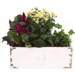 Sommer-Arrangement Im Eckigen Holz-Gefäß Ø Ca. 25 Cm