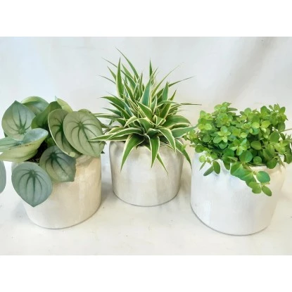 Grünpflanze Im Keramik-Gefäß Höhe Ca. 25 Cm Topf-Ø Ca. 16 Cm – Bild 2