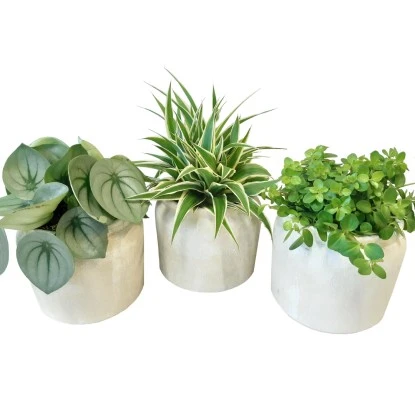 Grünpflanze Im Keramik-Gefäß Höhe Ca. 25 Cm Topf-Ø Ca. 16 Cm