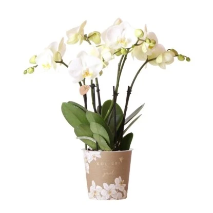 Schmetterlingsorchidee "Jewel" Weiß Höhe Ca. 45 Cm Topf-Ø Ca. 12 Cm