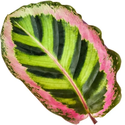 GROW By OBI Korbmarante "Angela" Ca. 75 -85 Cm Calathea Roseopicta – Bild 2