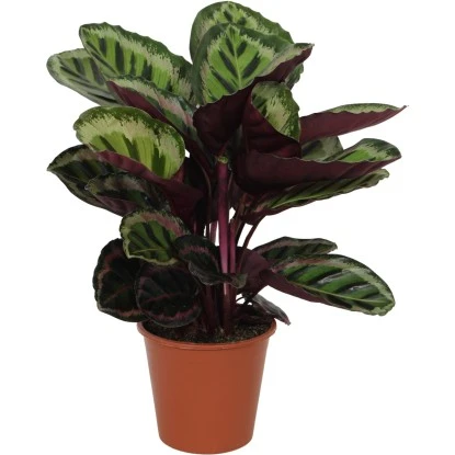 GROW By OBI Korbmarante "Angela" Ca. 75 -85 Cm Calathea Roseopicta