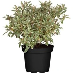 Rhododendron "Bollywood" Rosa Höhe Ca. 20 - 30 Cm Topf Ca. 3 L Rhododendron