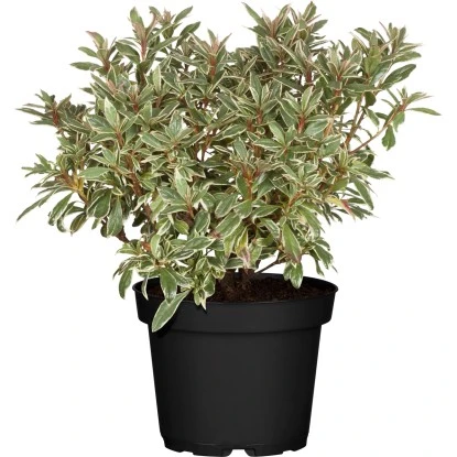 Rhododendron "Bollywood" Rosa Höhe Ca. 20 - 30 Cm Topf Ca. 3 L Rhododendron