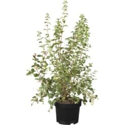 Schneebeere "Magical Mix" Topf-Ø Ca. 19 Cm Symphoricarpos