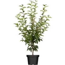 OBI Zierapfel Höhe Ca. 60 - 80 Cm Topf Ca. 7,5 L Malus