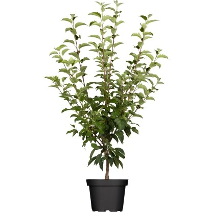 OBI Zierapfel Höhe Ca. 60 - 80 Cm Topf Ca. 7,5 L Malus