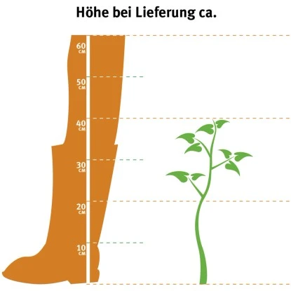 Rhododendron "Tamarindos" Dunkelviolett Höhe Ca. 30 - 40 Cm Topf Ca. 5 L – Bild 2