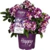 Rhododendron "Happy Dendron" Dreifarbig Höhe Ca. 30 - 40 Cm Topf Ca. 5 L