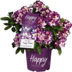 Rhododendron "Happy Dendron" Dreifarbig Höhe Ca. 30 - 40 Cm Topf Ca. 5 L