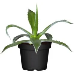 Agave Topf-Ø Ca. 17 Cm