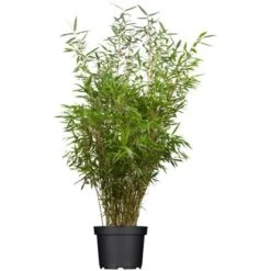 Schirmbambus "Rufa" Set à 45 Stück Höhe Ca. 125-150 Cm Topf Ca. 7,5 L Fargesia